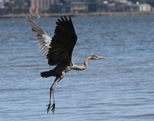 Blue Heron Lift-Off