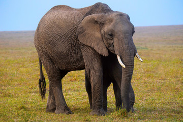Fototapeta na wymiar African Elephant, Kenya, Africa