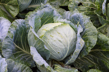 Fototapeta premium Капуста белокочанная Brassica oleracea Cabbage