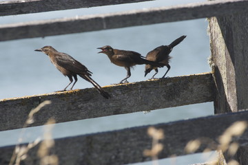 Great-tailed grackles