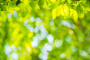 beautiful Natural green leaf and abstract blur bokeh light background