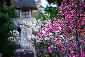 京都嵐山清凉寺の梅
