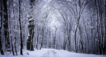 Snow-covered forest on a frosty winter day