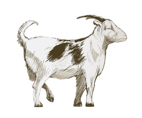 Illustration of goat