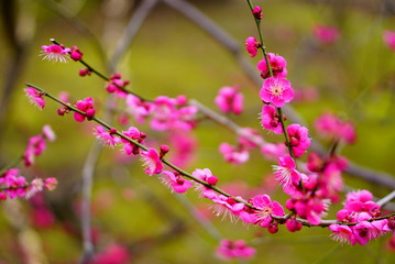 京都北野天満宮の梅