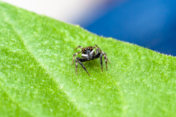 Jumping spider on leaf