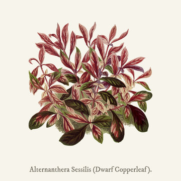 Dwarf Copperleaf (Alternanthera Sessilis) found in (1825-1890) New and Rare Beautiful-Leaved Plant.