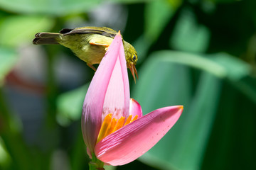 Brown-throated Sunbird or Plain-throated Sunbird on Flowering banana with green blur background