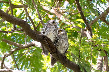 Couples Of Spotted Owl In Nature