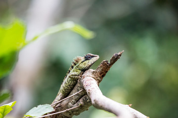 Lizard
