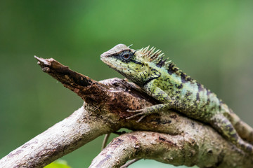 Lizard