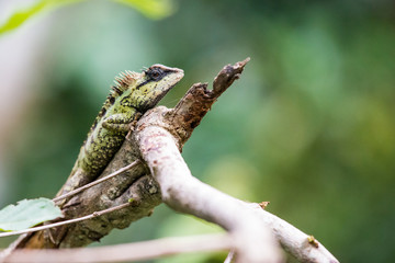 Lizard