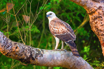 Changeable Hawk Eagle Juv, Nisaetus cirrhatus, Dudhwa Tiger Reserve, Uttar Pradesh