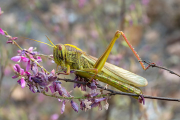 Grasshopper Locust (Bombay Locust) on green leaf the body is yellow and black.