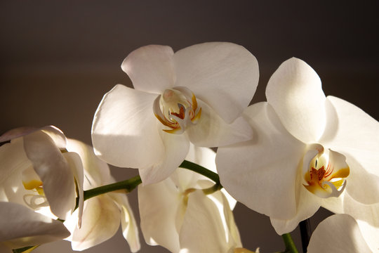White Orchid on a dark background. Close-up. Selective focus.