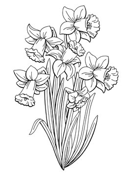 Narcissus flower graphic black white isolated bouquet sketch illustration vector