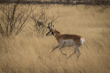 Antelope Running