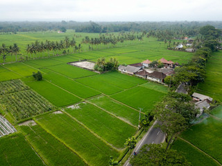 Rice fields, palm trees, the road going into the distance. A lonely little house standing in a field. The island of Bali. Taken from the air.