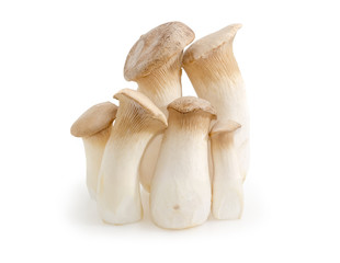 Fresh cultivated Eringi mushrooms different sizes on white background