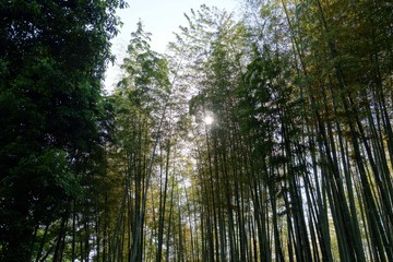 Fototapeta premium 京都嵐山の竹林