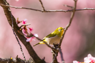 The Japanese White-eye.The foreground is cherry blossoms(Japanese name is Kanzakura). Located in Tokyo Prefecture Japan.