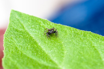 Jumping spider on leaf