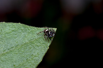 Jumping spider on leaf