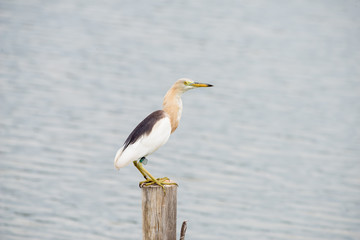 Javan Pond Heron