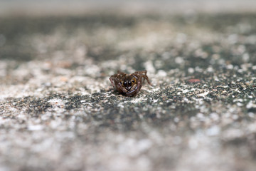 Jumping spider