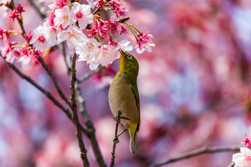 The Japanese White-eye.The background is cherry blossoms(Japanese name is Kanzakura). Located in Tokyo Prefecture Japan.