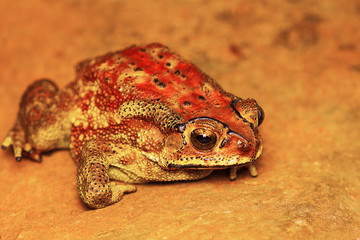 Indan Toad, Duttaphrynus melanostictus, Mulshi, Pune District, Maharashtra