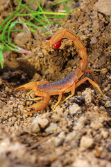 Indian Red Tail Scorpion, Hotenttota tamulus, Saswad, Pune District, Maharashtra