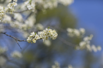 cherry branch blossom in the garden 