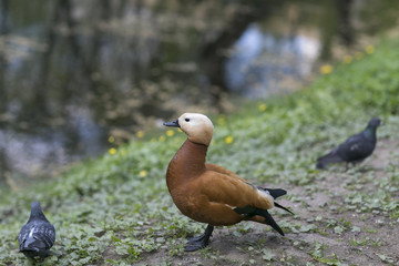 brown duck on the pond