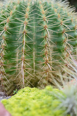 close-up shot on Thorn Echinocactus grusonii Cactus