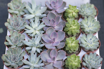 succulents in a clay pot