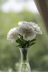 Peonies in vase