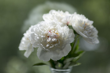 Peonies in vase