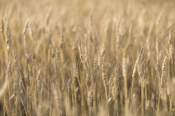 rye field in summer