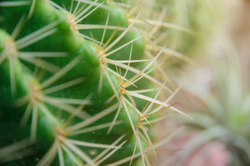 close-up shot on Thorn Echinocactus grusonii Cactus