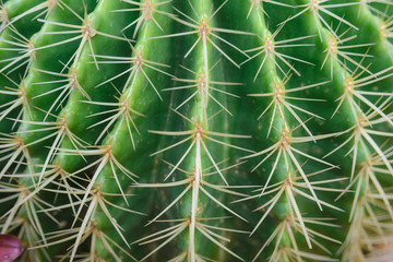 close-up shot on Thorn Echinocactus grusonii Cactus