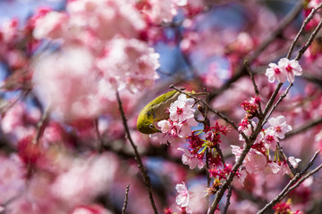 The Japanese White-eye.The background is cherry blossoms(Japanese name is Kanzakura). Located in Tokyo Prefecture Japan.