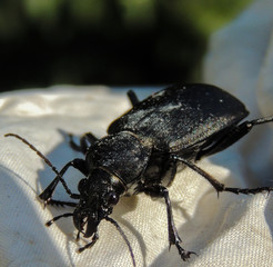 A black Longhorn beetle