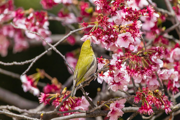 Fototapeta premium The Japanese White-eye.The background is cherry blossoms(Japanese name is Kanzakura). Located in Tokyo Prefecture Japan.