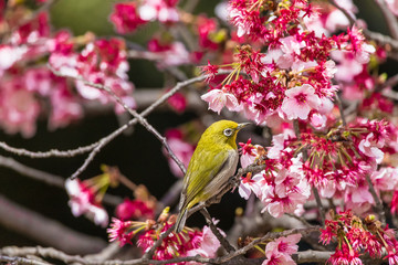 The Japanese White-eye.The background is cherry blossoms(Japanese name is Kanzakura). Located in Tokyo Prefecture Japan.