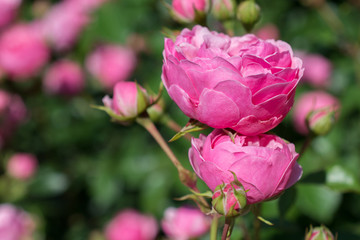 Fototapeta premium Blooming beautiful colorful roses in the garden