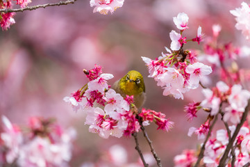 The Japanese White-eye.The background is cherry blossoms(Japanese name Kanzakura). Located in Tokyo Prefecture Japan.