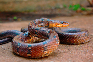Montanne Trinket, Mulshi, Coelognathus helena monticollaris, Pune District, Maharashtra