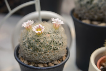 Beautiful blooming of cactus flower - cactus plant