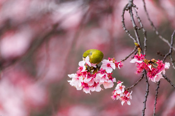 The Japanese White-eye.The background is cherry blossoms(Japanese name is Kanzakura). Located in Tokyo Prefecture Japan.